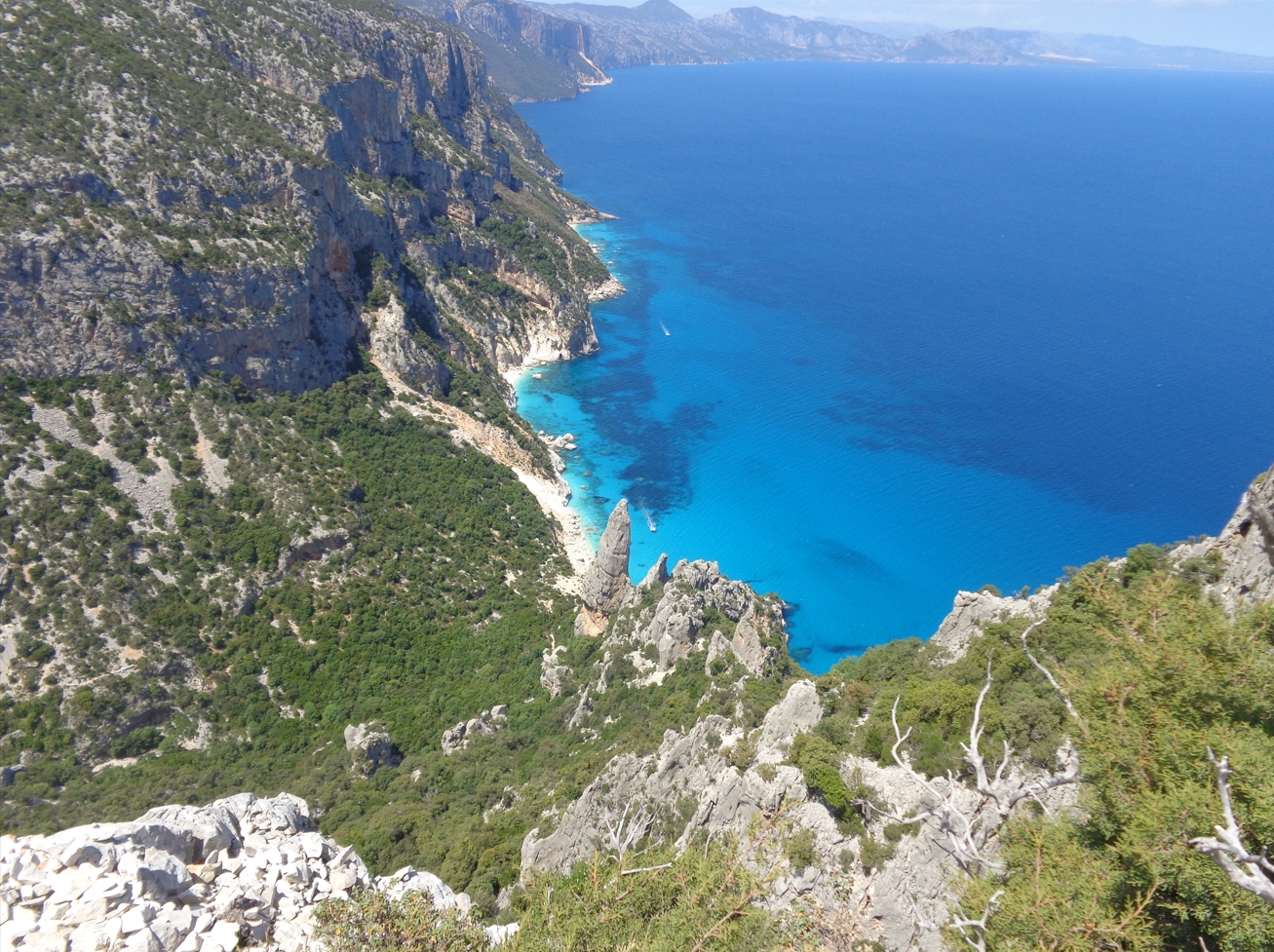 SelvaggioBlu2026Img